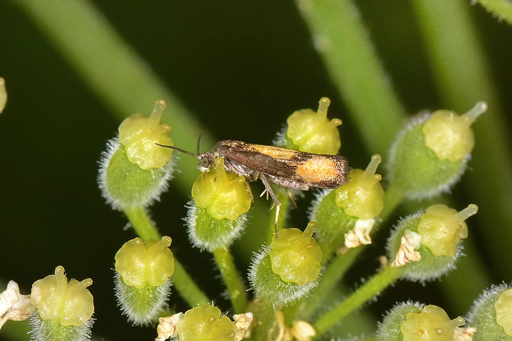 Farfallina su ombrellifera: Pammene aurana